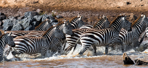 Group zebra crossing the river Mara. Kenya. Tanzania. National Park. Serengeti. Maasai Mara. An excellent illustration.