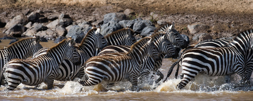 Zebras are crossing a river. Kenya. Tanzania. National Park. Serengeti. Maasai Mara. An excellent illustration.