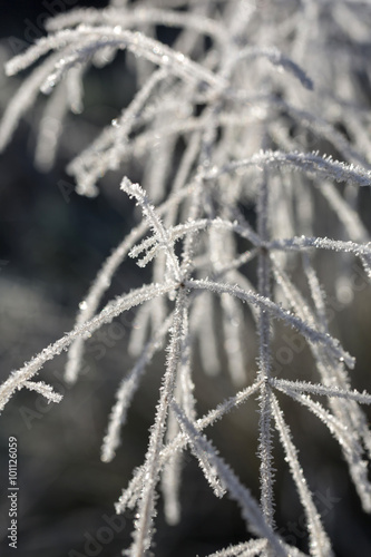 Frost covered wild plant © Studio-FI