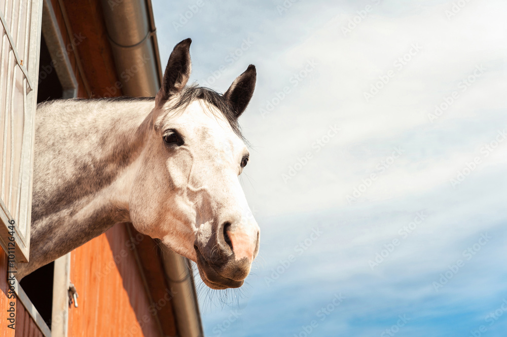 Samolepka Portrét plnokrevné šedého koně ve stabilním okna. filtrovány i