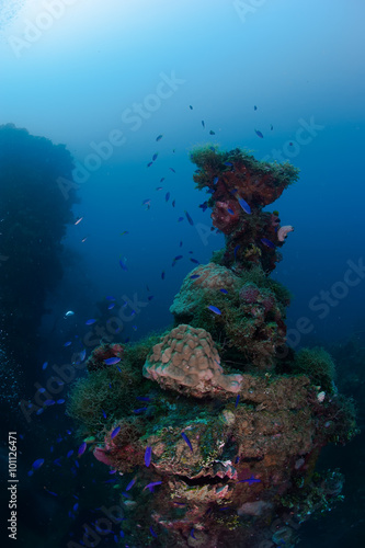 Fototapeta Naklejka Na Ścianę i Meble -  Beautiful reef with tropical fishes. Micronesia.