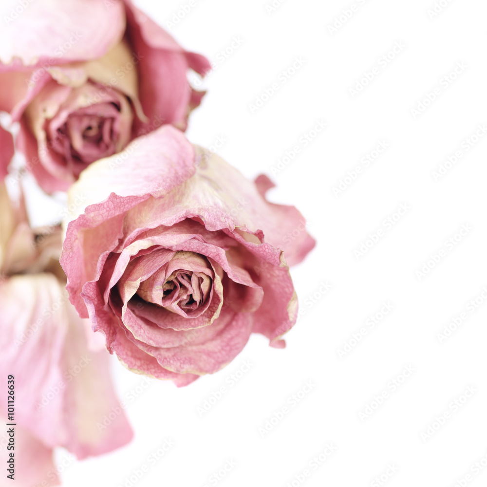 Dried roses Dried roses