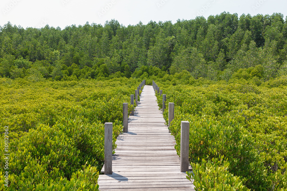 Walkway made from wood and mangrove field. Boardwalk in Tung Pro