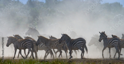 Group of zebras in the dust. Kenya. Tanzania. National Park. Serengeti. Maasai Mara. An excellent illustration.