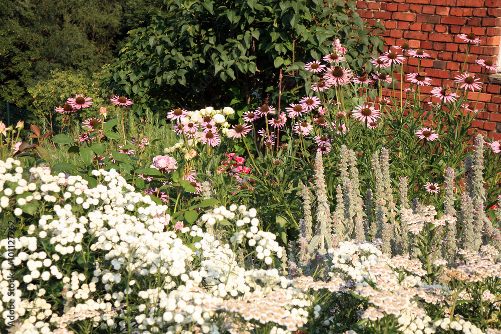 Obraz premium Ecofriendly country garden with blossom perennials corner by sunny summer day