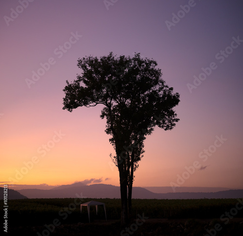 Silhouette alone tree  sunrise. © phonix_a