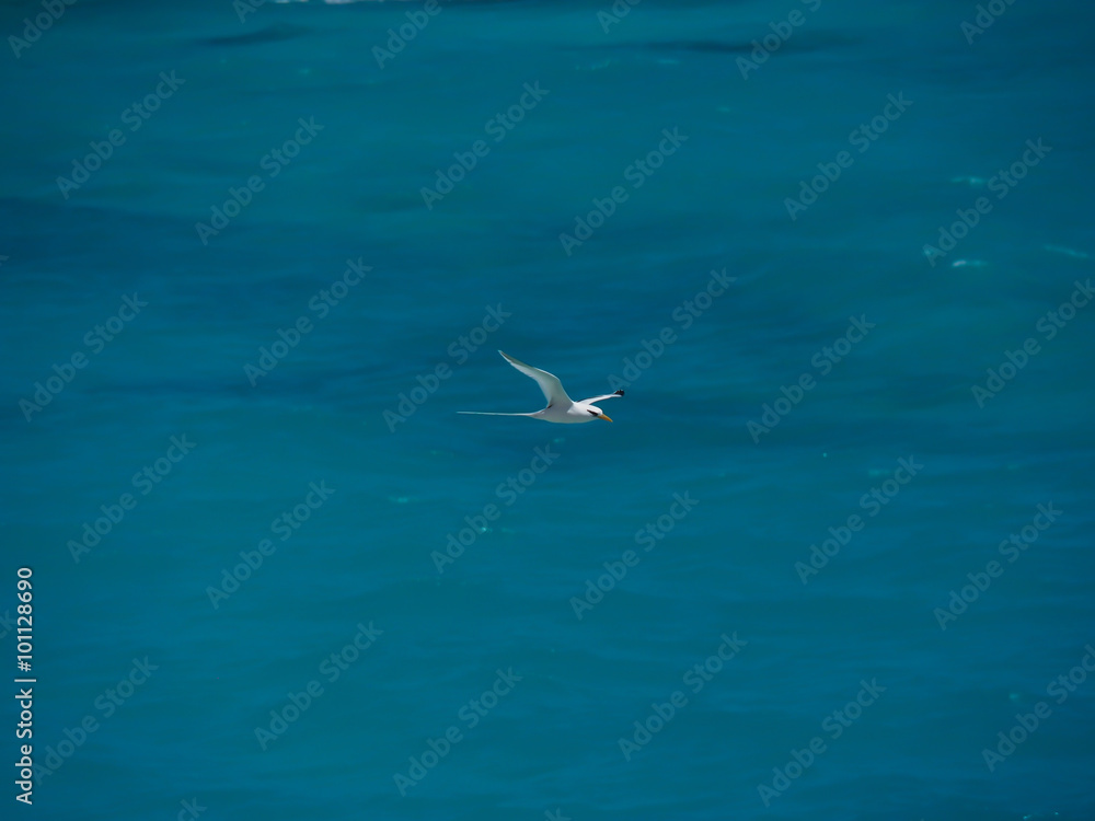 Obraz premium White-tailed tropicbird, Phaethon lepturus