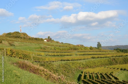 vineyard on Schutterlindenberg  Lahr Baden Germany after harvest Autumn scene 