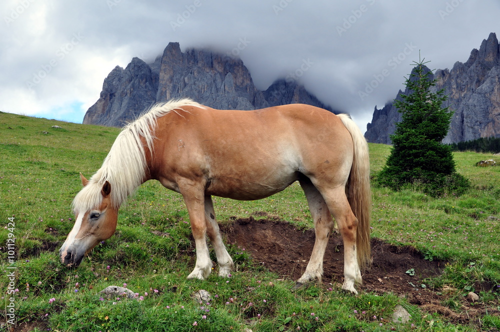 Haflinger am Langkofel
