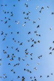 Flock of pigeons flying across the sky