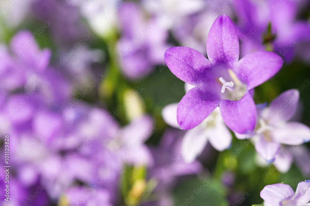 Beautiful spring background with Campanula flowers