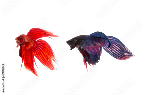 Red and blue betta fish, siamese fighting fish isolated on white