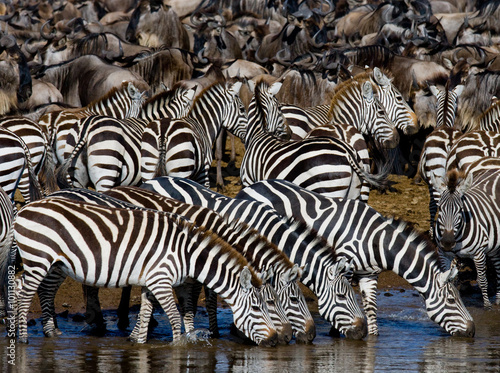 Group of zebras drinking water from the river. Kenya. Tanzania. National Park. Serengeti. Maasai Mara. An excellent illustration.