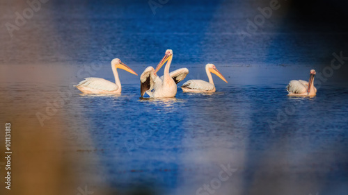 Fototapeta Naklejka Na Ścianę i Meble -  Pelicans on lake Sasyk, Ukraine