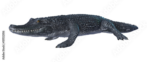 Alligator Caiman on White © photosvac