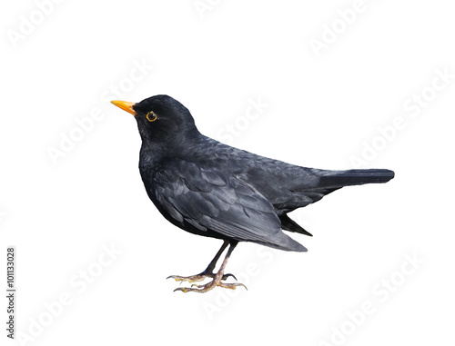 Blackbird Isolated on White