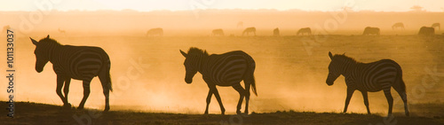 Zebras in the dust against the setting sun. Kenya. Tanzania. National Park. Serengeti. Maasai Mara. An excellent illustration.