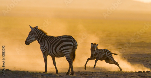 Zebra with a baby in the dust against the setting sun. Kenya. Tanzania. National Park. Serengeti. Maasai Mara. An excellent illustration.