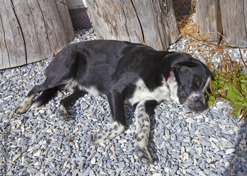 Ein schlafender Hund