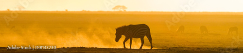 Zebra in the dust against the setting sun. Kenya. Tanzania. National Park. Serengeti. Maasai Mara. An excellent illustration.