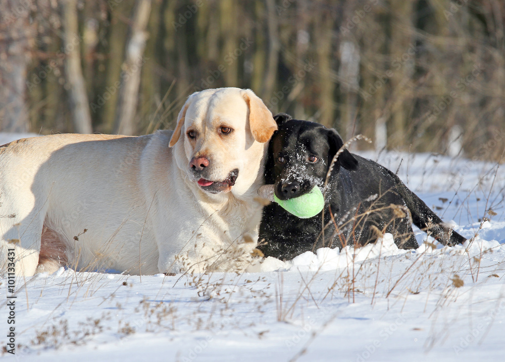 two labradors in winter in snow