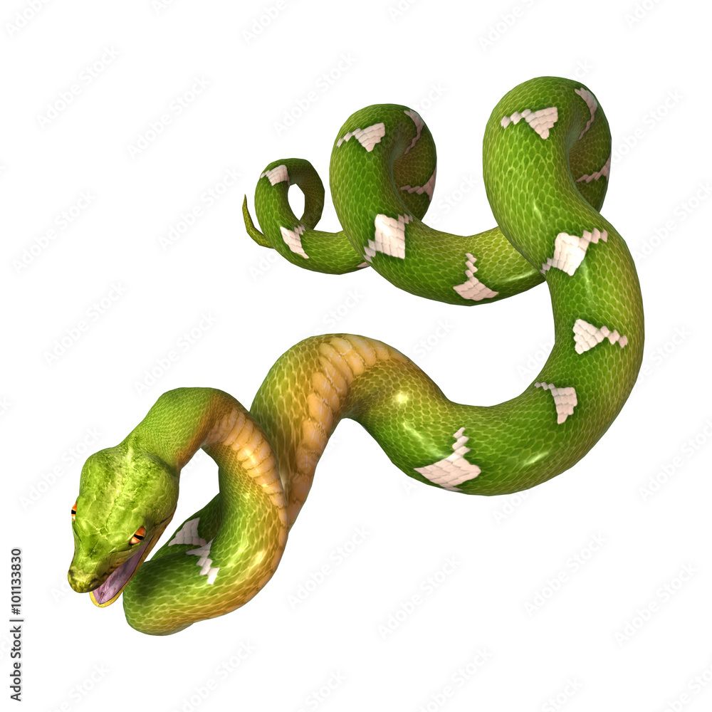 Naklejka premium Green Tree Python on White