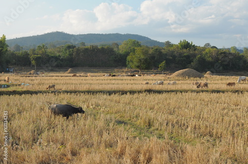 Group of buffalo family eating on rice field