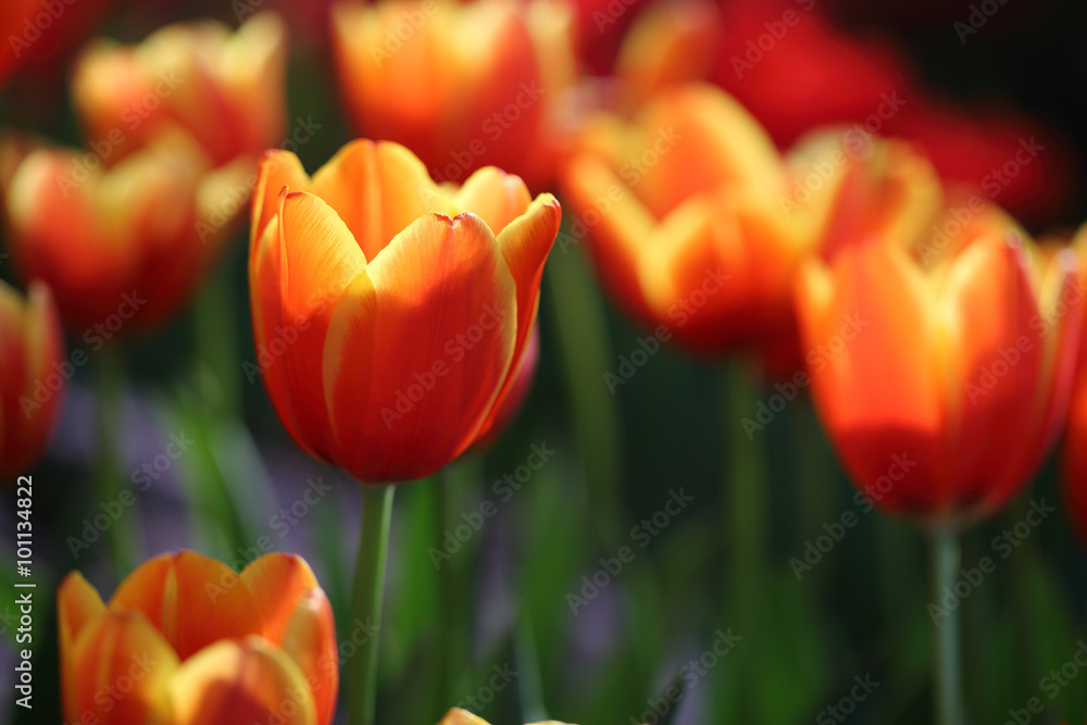 Fototapeta premium Tulip flowers