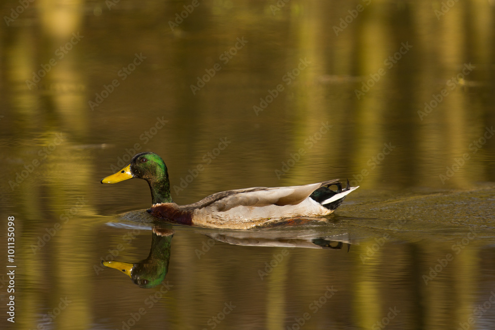 Fototapeta premium Stockente