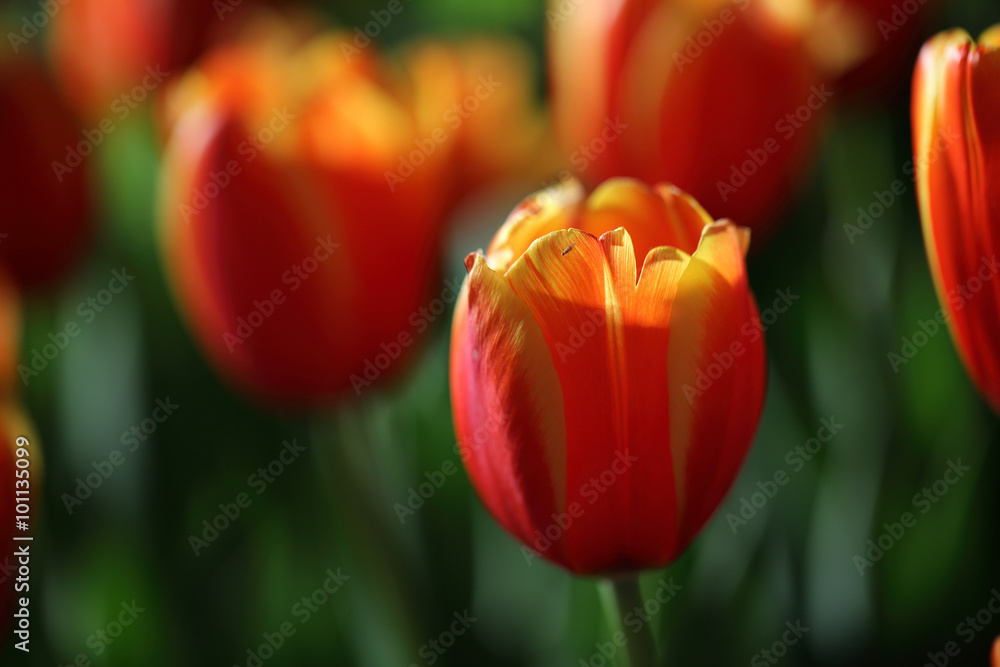 Fototapeta premium Tulip flowers