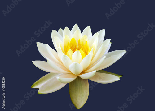 lotus flower 
