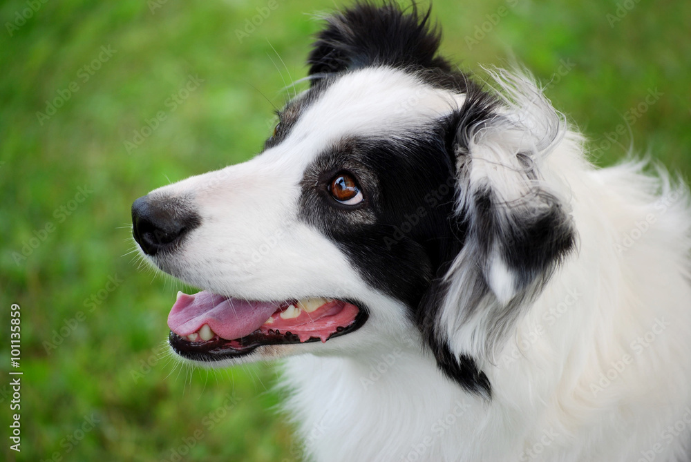 Portrait of an Australian Shepherd Portrait of an Australian Shepherd