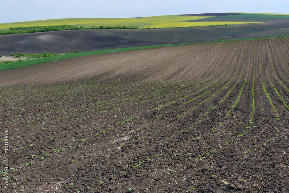 A field of young sunflowers. Spring landscape. Bulgaria. A field of young sunflowers. Spring landscape. Bulgaria.