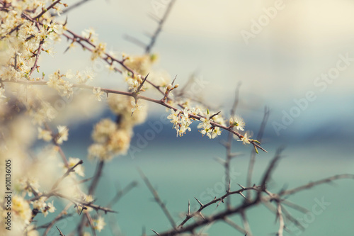 Blossom cherry © Galyna Andrushko