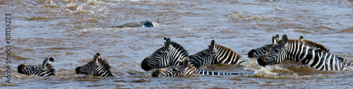 Group zebra crossing the river Mara. Kenya. Tanzania. National Park. Serengeti. Maasai Mara. An excellent illustration.