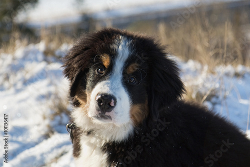 Berner Sennen Puppy