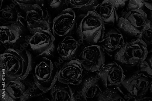 Black roses background with water drops