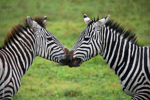 Fototapeta Naklejka Na Ścianę i Meble -  Two zebras playing with each other. Kenya. Tanzania. National Park. Serengeti. Maasai Mara. An excellent illustration.