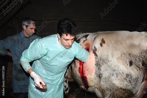 La césarienne chez la vache est une opération chirurgicale qui consiste à faire naitre le veau autrement que par le passage des voies naturelles de la mère.