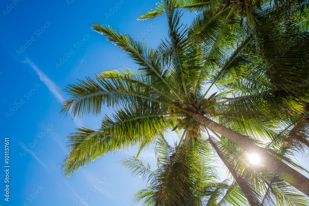 coconut palm with blue sky coconut palm with blue sky