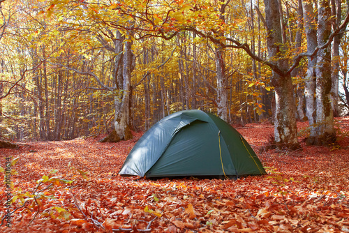 Green tent in the forest