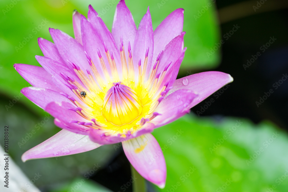 Pink lotus blossoms or water lily flowers blooming Pink lotus blossoms or water lily flowers blooming