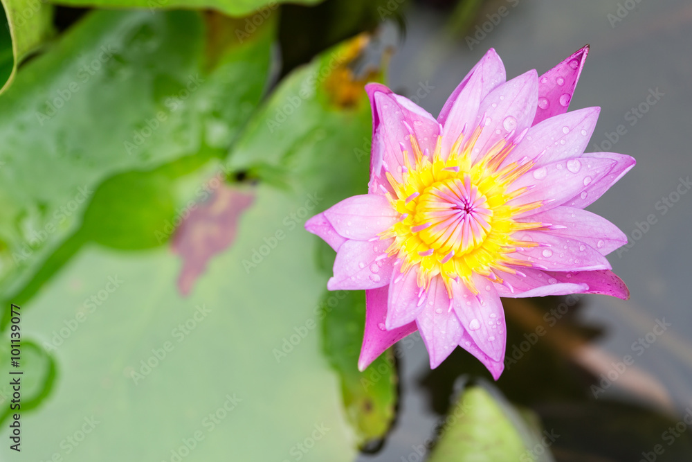 Pink lotus blossoms or water lily flowers blooming Pink lotus blossoms or water lily flowers blooming