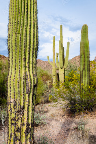 Saguaro National Park