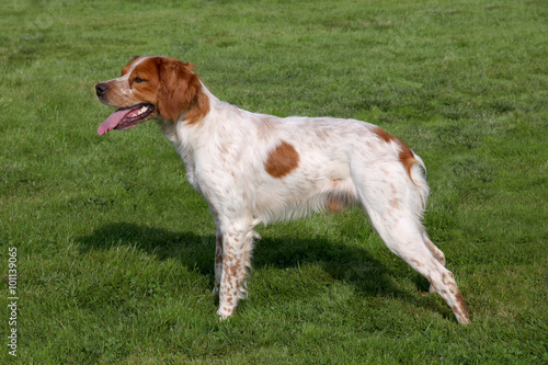 Brittany Spaniel in the spring garden