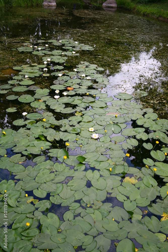 Swamp Swamp