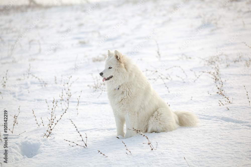 White dog Samoyed play on snow