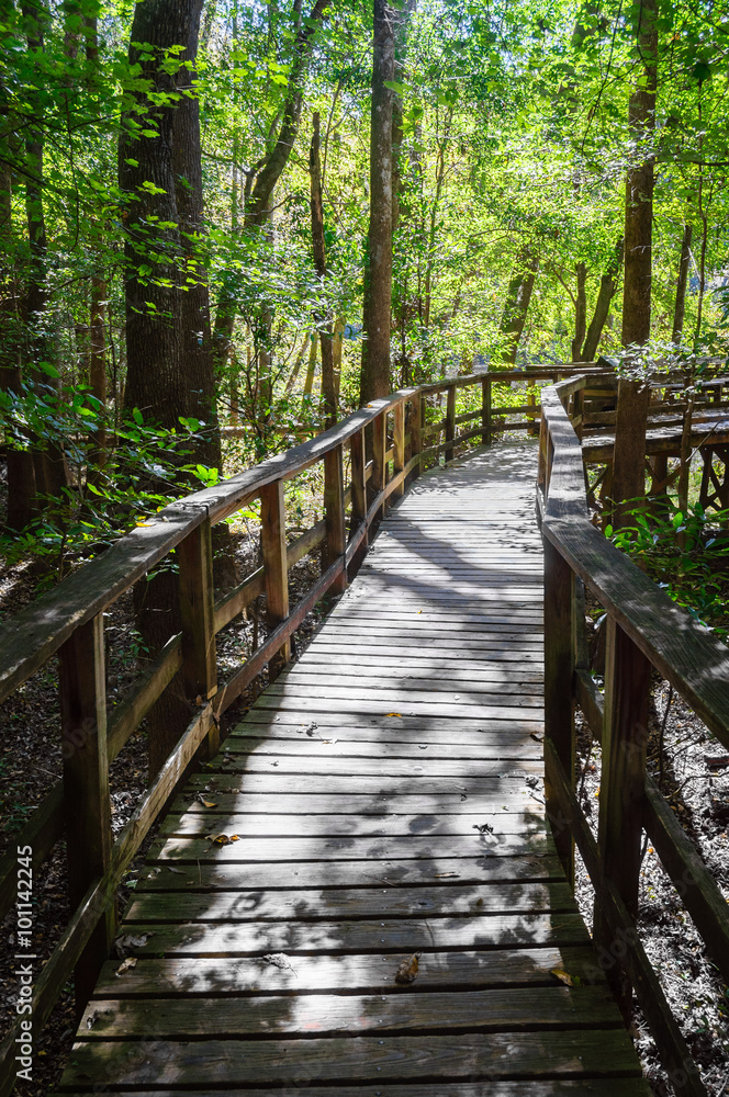 Obraz premium Congaree National Park