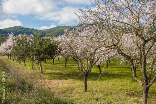 Almond blossom in Ibiza, Spain