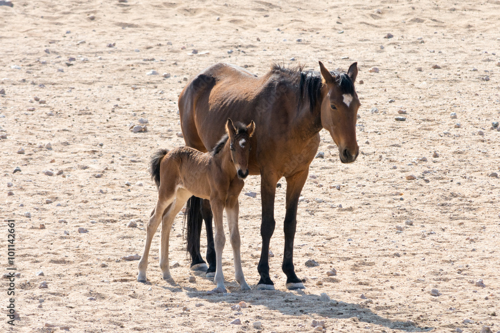 Wild horse with kitten near garub, namibia Wild horse with kitten near garub, namibia